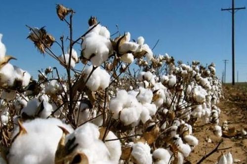 Trung Quốc dừng nhập khẩu bông, Australia tìm cách xuất khẩu sang châu Á