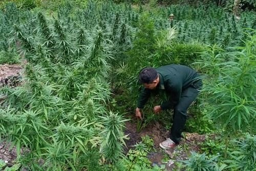 Phá nhổ, tiêu hủy 428 cây cần sa