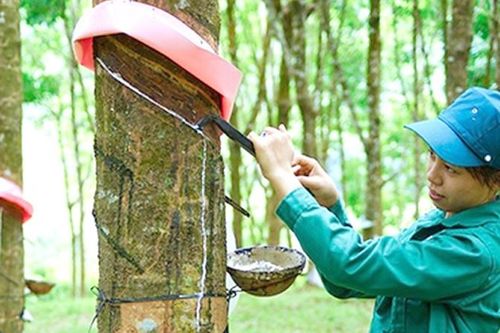 Ngành cao su: Đón đầu xu hướng phát triển bền vững