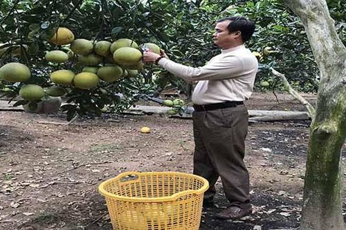Huyện Vĩnh Tường (Vĩnh Phúc) xây dựng vùng chuyên canh bưởi Diễn