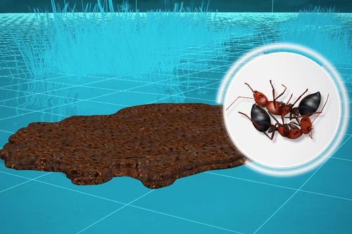 Bí quyết giúp kiến lửa sống sót qua lũ lụt