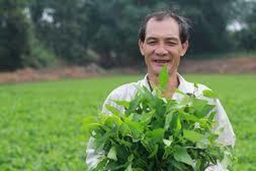 Trồng rau muống thu 10 triệu/ngày