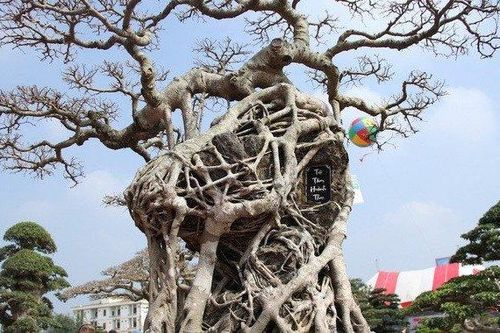 Kiệt tác sanh cổ mọc trên đá gây 'chấn động' giới chơi cây cảnh