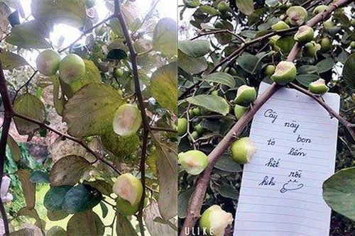 Bức xúc nhóm người ăn dở táo còn để lại lời nhắn 'đầy thách thức'
