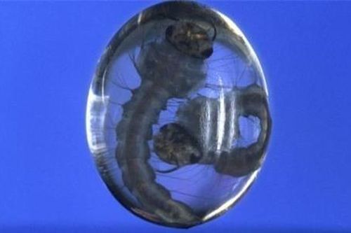 Những sinh vật 'ngoài hành tinh' trong giọt nước