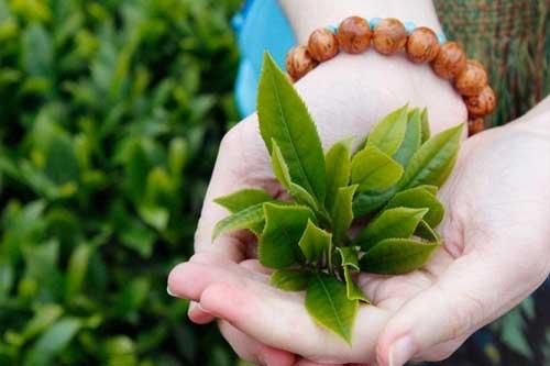 Trà xanh tốt cho sức khỏe nhưng không phải ai cũng nên uống