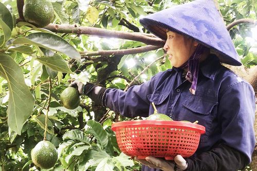 Trồng xen cây ăn quả trong vườn cà phê: Mô hình phát triển bền vững