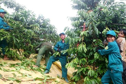 Thanh niên Bảo Lâm giúp nhau đổi công thu hái cà phê