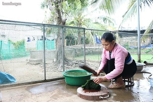 Độc đáo món rêu nướng