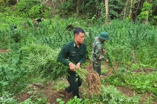 Phá bỏ rẫy cần sa trên đỉnh núi Mây Tàu