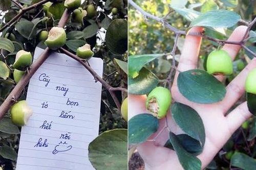 Vườn táo ở Hà Nội nham nhở vì khách tham quan ý thức kém