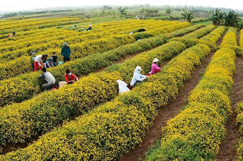 Làng hoa cúc 'tiến vua' tất bật chuẩn bị đón Tết