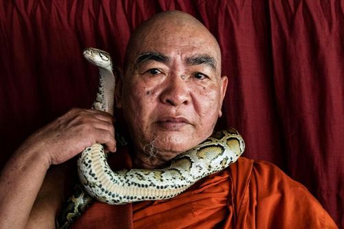 Nỗ lực bảo tồn sự sống cho loài rắn của một nhà sư Myanmar