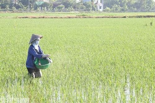 Chuyển đổi cơ cấu mùa vụ, cây trồng vụ Xuân