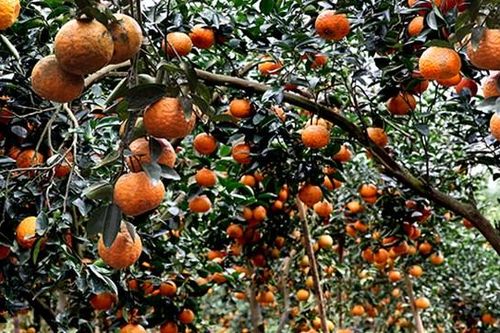 Hiệu quả những mô hình nông nghiệp hữu cơ