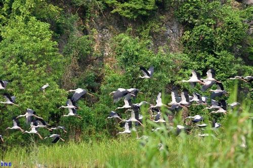 Xử lý dứt điểm tình trạng săn bắt động vật hoang dã
