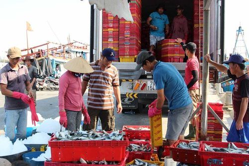 Đà Nẵng hỗ trợ phát triển thủy sản, hiện đại hóa nghề cá
