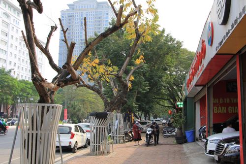 Hà Nội: Hàng cây sưa trăm tỷ được mặc áo giáp sắt đang chết khô