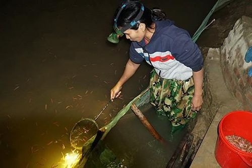 Chong đèn săn con chui lên từ bùn đất, 'vớt' hàng triệu đồng mỗi đêm