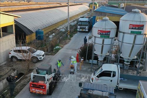 Tình hình dịch cúm gia cầm tại Hàn Quốc vẫn ở mức đáng báo động