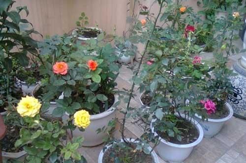 Kỹ thuật trồng hoa trong chậu cảnh chuẩn nhất