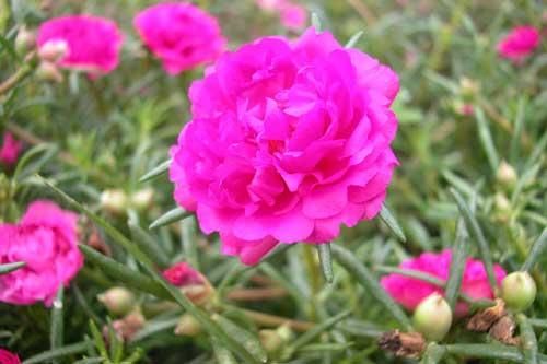Kỹ thuật trồng và chăm sóc hoa mười giờ