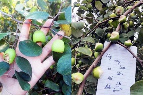Dân mạng bức xúc nhóm sinh viên vào vườn gặm nham nhở táo và để lại lời nhắn phản cảm