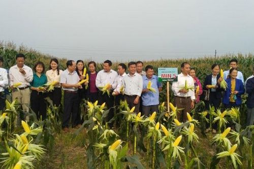 Bón phân NPK-S Lâm Thao, ngô Thanh Ba đạt hơn 5 tạ/sào