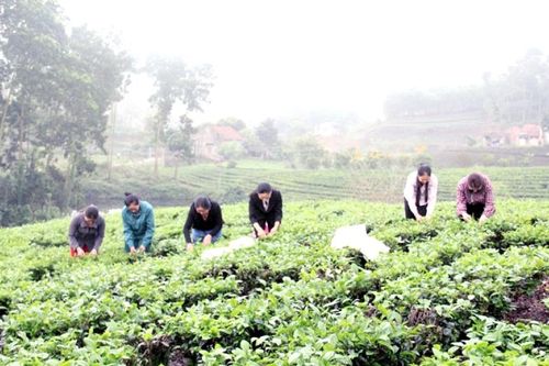 Xã Tân Cương: Hiệu quả từ mô hình kiểu mẫu nông thôn mới
