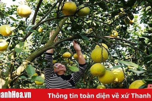 Bưởi Diễn ở xứ Thanh
