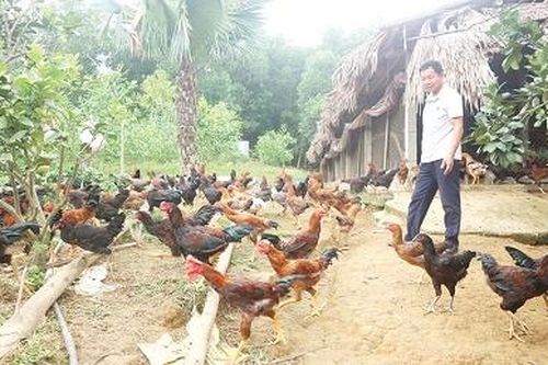 Nông dân Nguyễn Văn Phú làm kinh tế giỏi