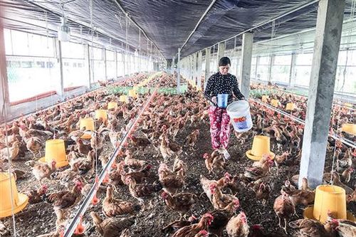 Quyết liệt thực hiện các giải pháp, hoàn thành tốt mục tiêu phát triển kinh tế - xã hội năm 2021