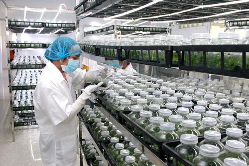 Cả nước có 1.292 hợp tác xã nông nghiệp ứng dụng công nghệ cao