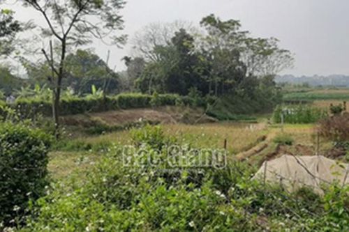 Đôi nam nữ tử vong giữa cánh đồng