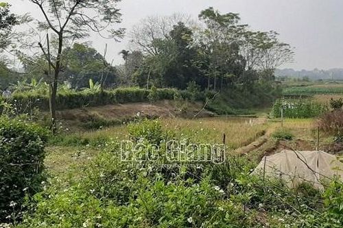 Đôi nam nữ tử vong bất thường ở lều trông cá giữa cánh đồng