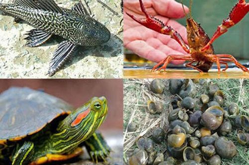 Xử lý nghiêm hành vi phát tán loài ngoại lai xâm hại
