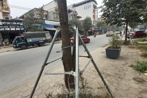 Huyện Thạch Thất nói gì về hàng ngàn cọc chống cây xanh mới làm đã gãy đổ?
