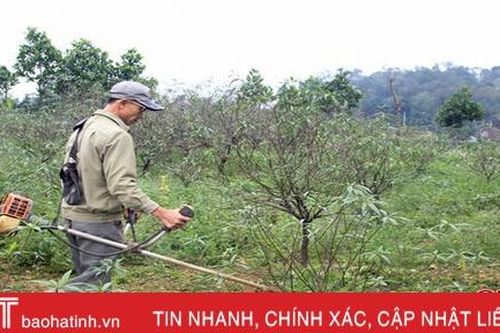 Thời tiết chuyển lạnh, người trồng đào ở Hà Tĩnh hy vọng thắng lợi dịp tết