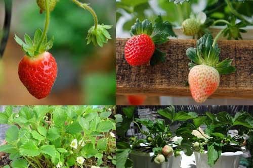 Kỹ thuật trồng và chăm sóc dâu tây tại nhà đơn giản