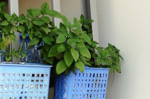 Cách gieo trồng cây húng quế cho bữa ăn hàng ngày