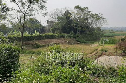 Người đàn ông dùng dao sát hại nhân tình rồi đâm vào ngực trái tự tử giữa cánh đồng