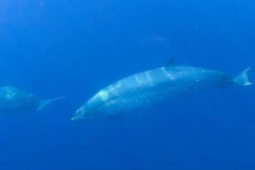 Phát hiện loài cá voi mới ngoài khơi Mexico