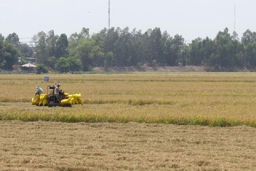 Giá lúa gạo hôm nay ngày 12/12: Duy trì mức ổn định