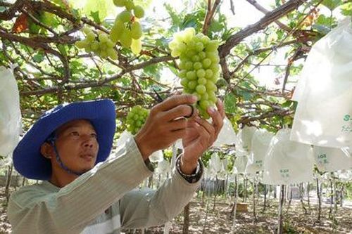 Liên kết hợp tác xã và vai trò của những 'người dẫn dắt' trong thời Covid
