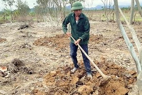 Khôi phục những vườn cây thanh trà đặc sản xứ Huế