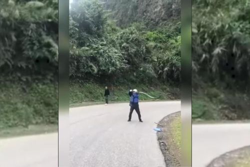 Bắt sống rắn hổ mang chúa khổng lồ ở Yên Bái