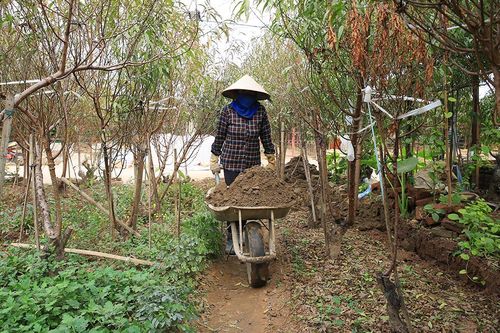 Người trồng đào Nhật Tân tất bật chuẩn bị cho Tết Nguyên đán 2021