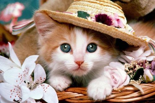 Tìm lại mèo yêu sau 1 năm mất tích