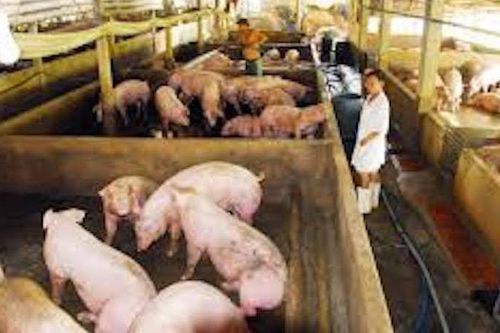 Hải Phòng: Xử lý nghiêm các trường hợp không báo dịch, bán chạy gia súc bệnh ra môi trường