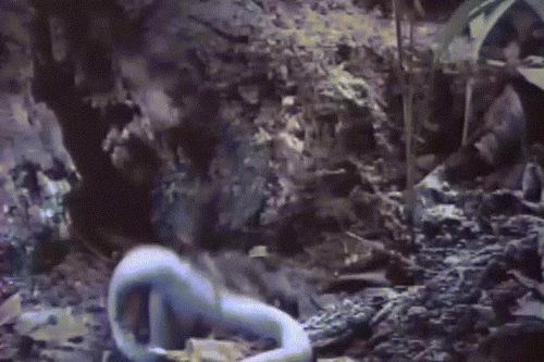 Nhện Tarantula kịch độc khiến rắn 'ba bước' nhận án tử